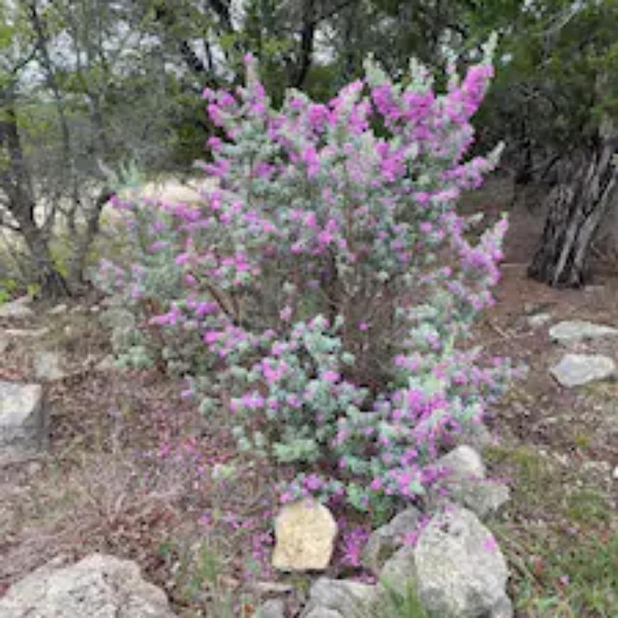 Entire 2Br 2Ba Hilltop View Home Sleeps 7 Pets 4 Acres Jacuzzi Central Ac Kingbeds Free Wifi-Parking Kitchen Washerdryer Starry Terrace Two Sunset Dining Patios Grill Stovetop Oven Fridge Onsitewoodedhiking Wildlife Coveredpatio4Pets & Birds Singing! Marble Falls Dış mekan fotoğraf